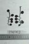 Click for 1 image(s) for this accession. FRUIT